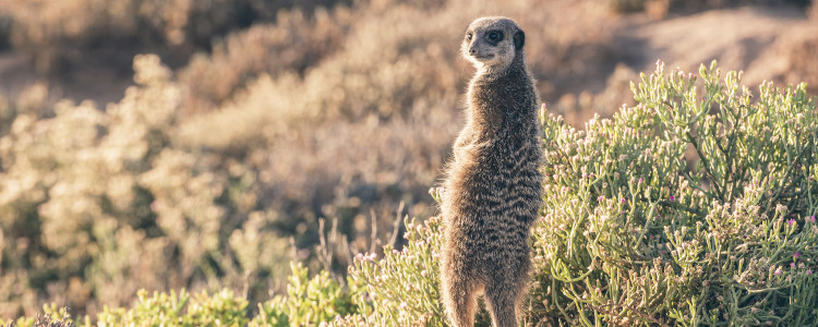 Karoo and Little Karoo Region